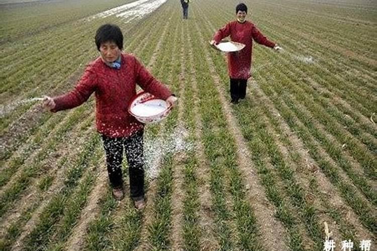 硼砂可以用什么代替