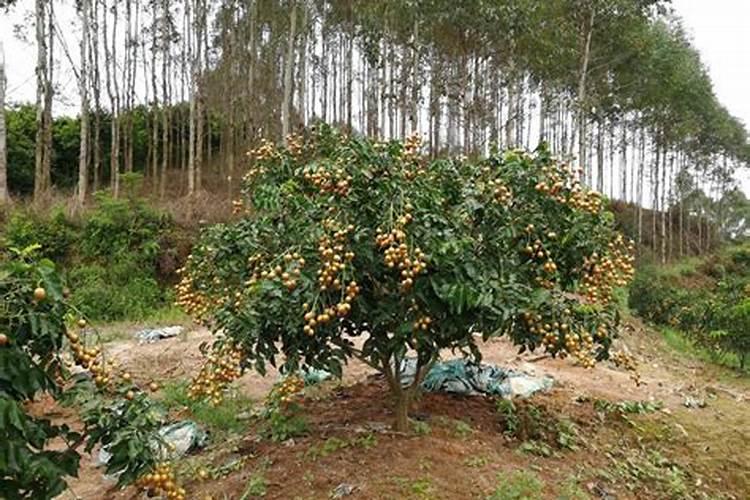 河南能种植黄皮果树苗吗？