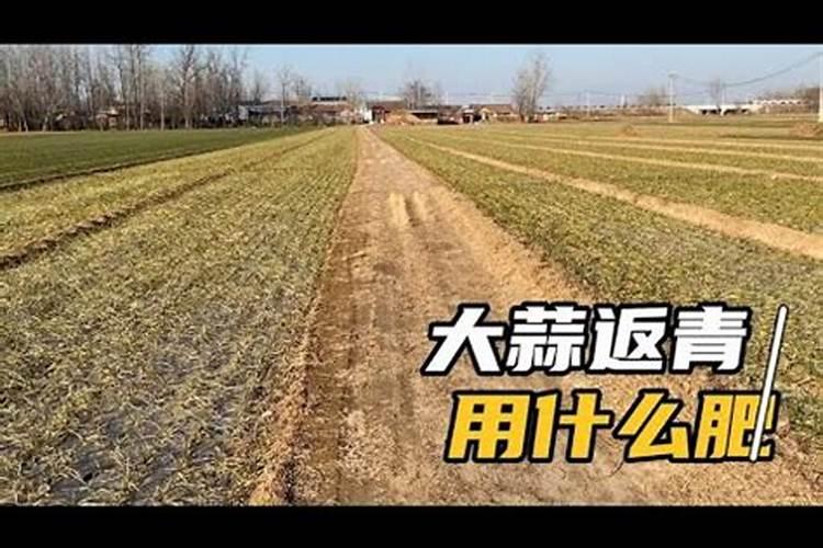 蒜苗顶部发黄干了这样用什么药为好？