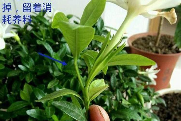 栀子花到底施什么肥好