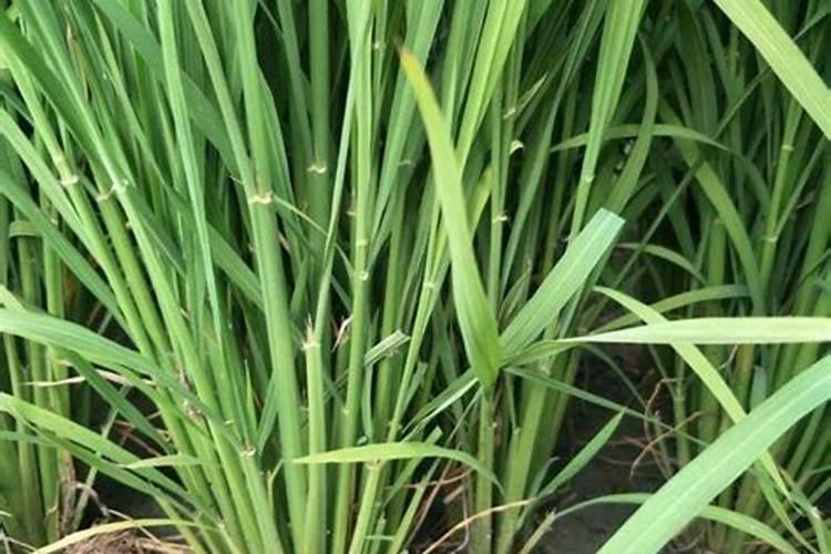 水稻打苞其间植株发黄追什么肥料？