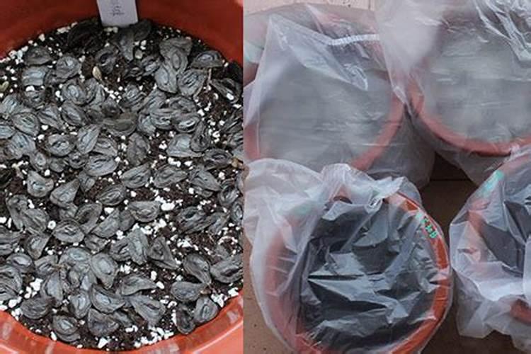 种子种下去后怎么浇水