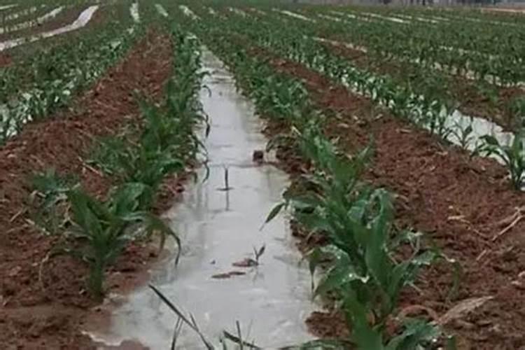 直接中下牧草种子就浇水布施肥可以吗