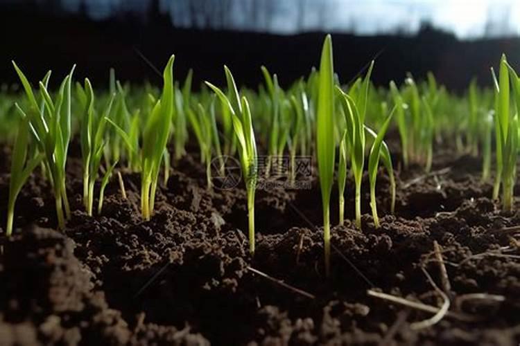 小麦叶面肥与温度的关系