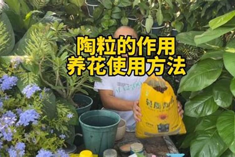 木芙蓉什么时候移栽
