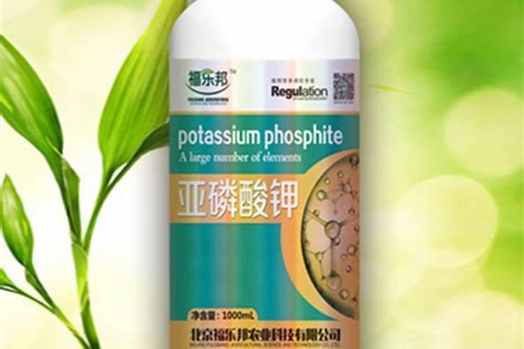 辣椒坐果了还用打亚磷酸钾吗？