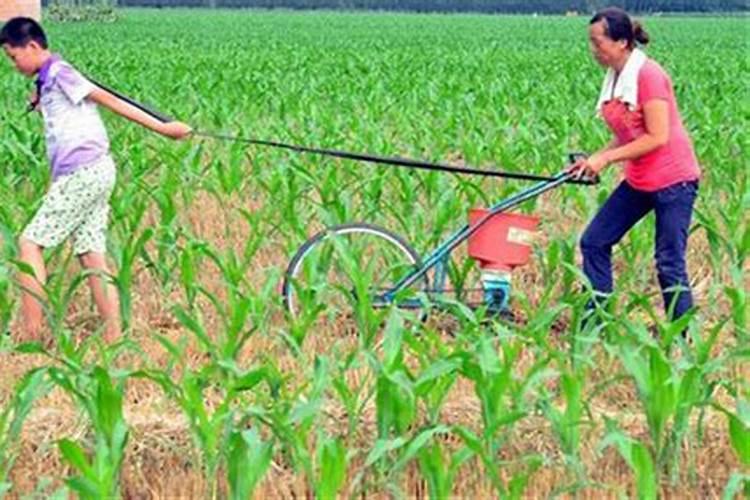 梨树苗多少钱一棵？2020年梨树苗价格行情