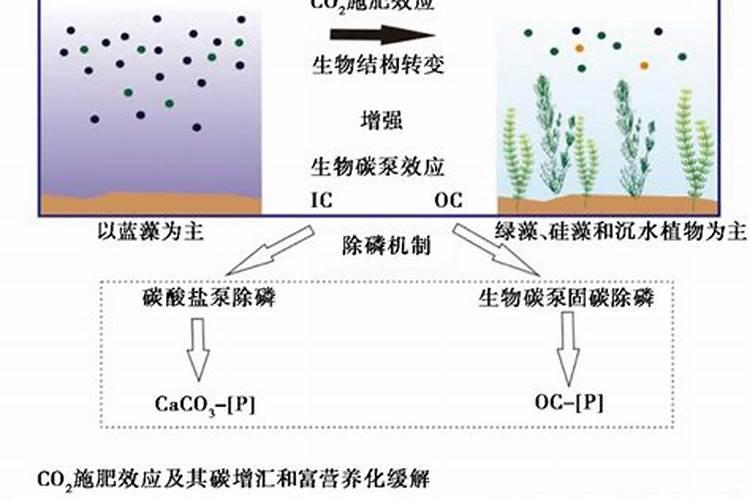 二氧化碳施肥的调节有几种方法？