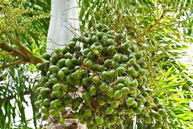 槟榔树的种植方法