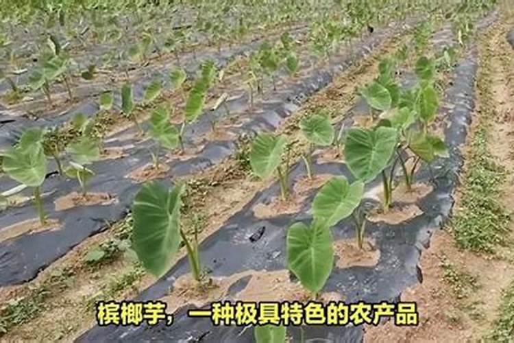 槟榔施什么钾肥才能达到高产