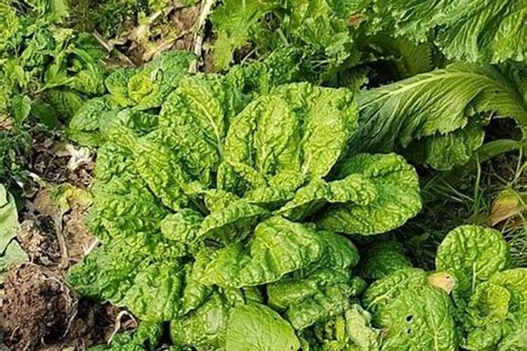 白菜施什么肥最好