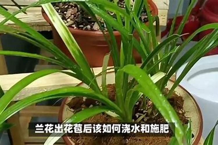 春兰开花困难怎么办 需要注意什么