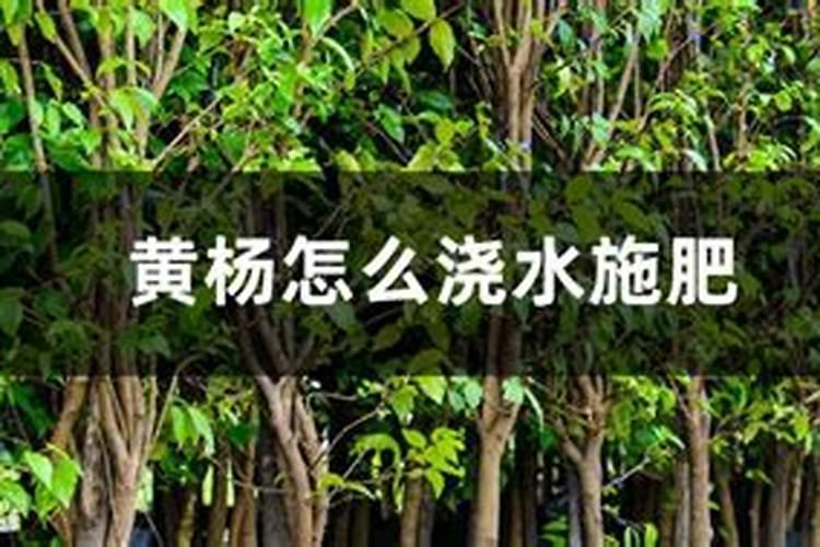 黄杨怎么施肥