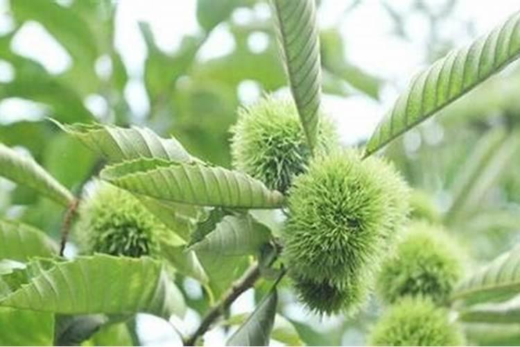 栗子怎样储存硼肥如何正确使用