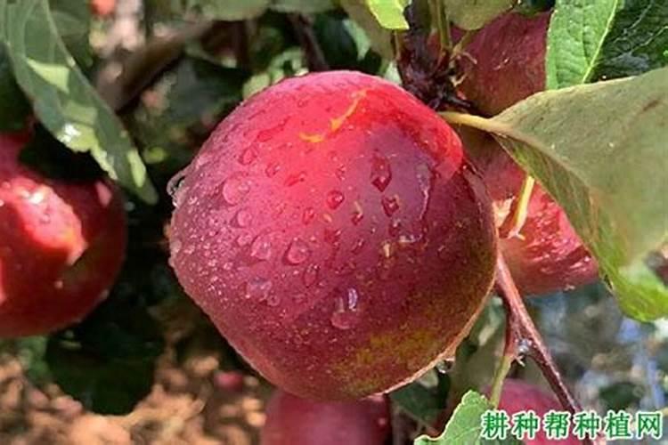 苹果树春季施什么肥料