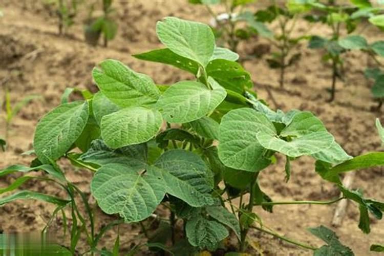 豆角得摘后须要放那种肥料最合适呢？