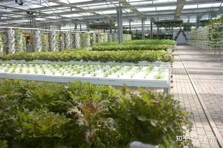 大棚蔬菜的肥料来源