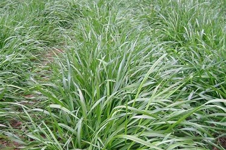 苹果花露红用什么水溶肥好？