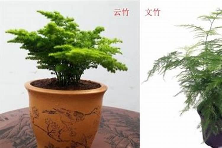文竹与云竹有什么区别怎么养殖