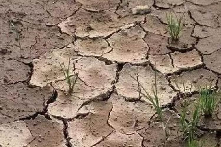 多肉用百分之70颗粒土可以吗