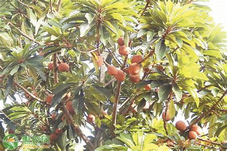 猕猴桃果园用敌草快除草会伤根吗？