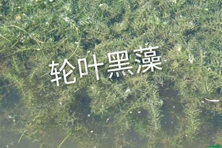 施肥丰田甲宝肥料和尿素哪个好