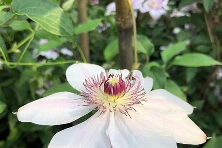 铁线莲发芽后怎样施肥