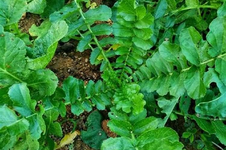 青萝卜用什么肥料好