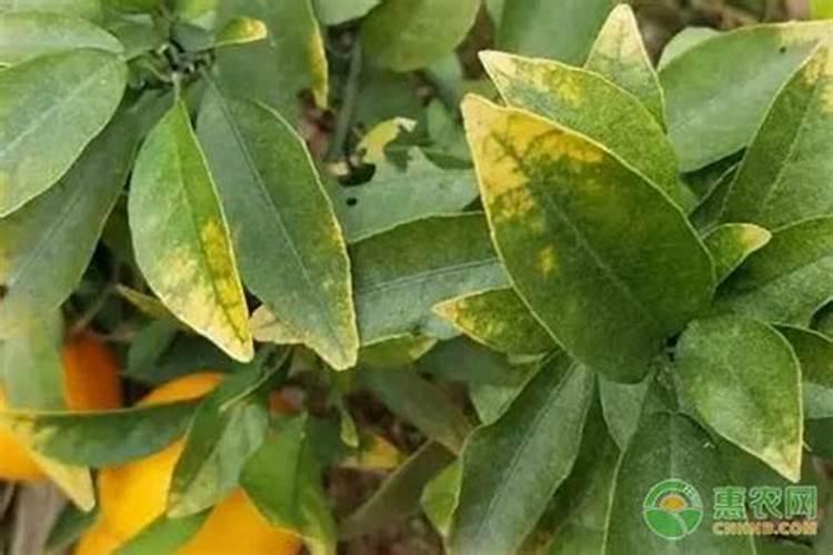 车用尿素氮含量在什么条件下检测最准确？