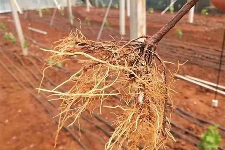 种植花生磷肥的正确方法