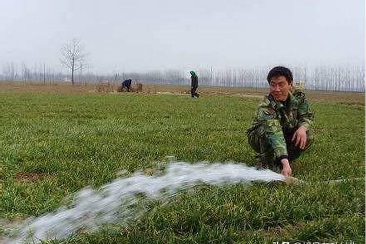 麦子各个阶段施什么肥料好 施肥注意事项