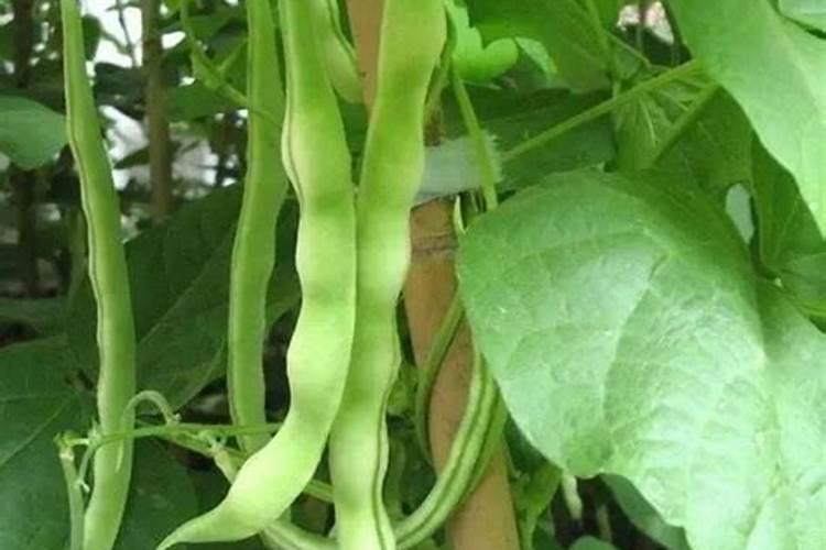 豆角冲肥方法