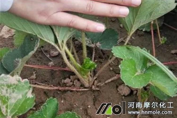 冬季大棚芸豆怎样弄产量多