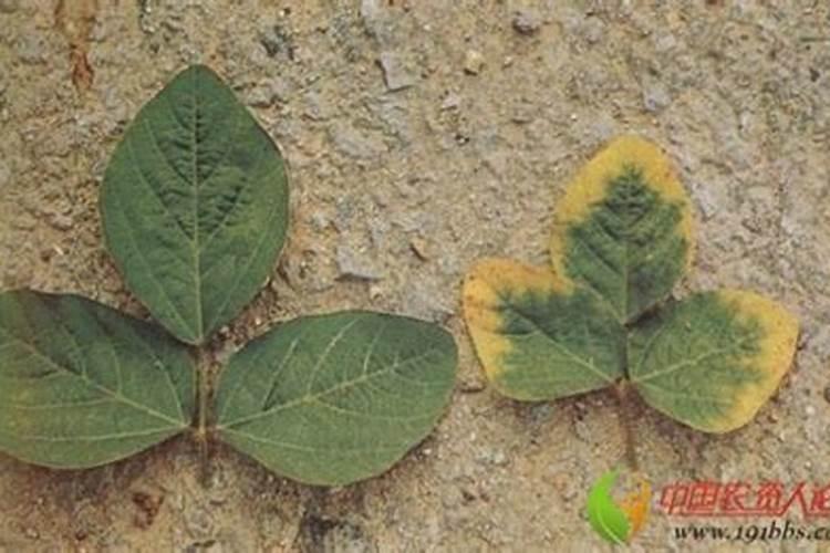 怎么判断兰花是不是缺肥了？