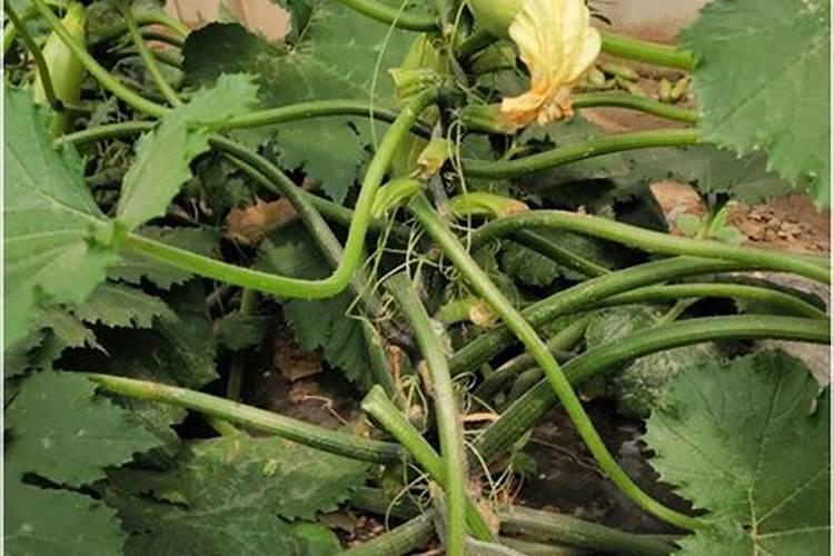 西葫芦怎么施肥可提高坐果率？