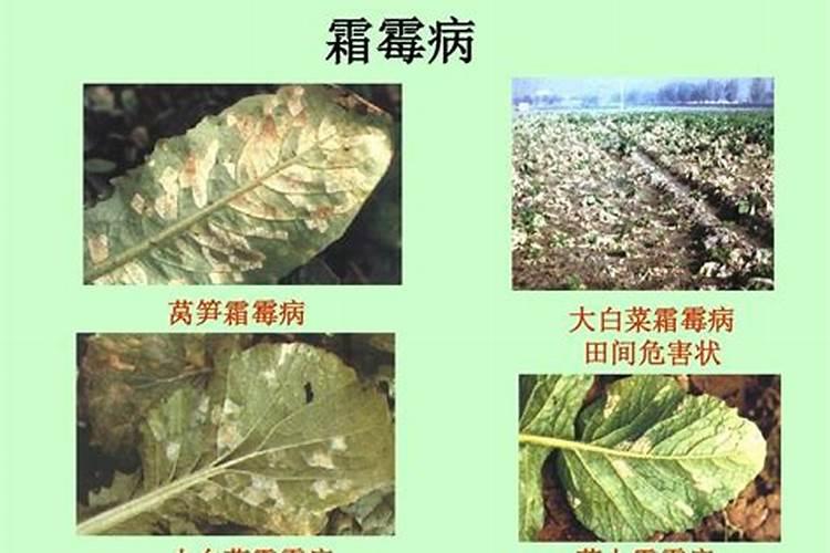 叶面喷施尿素几天见效