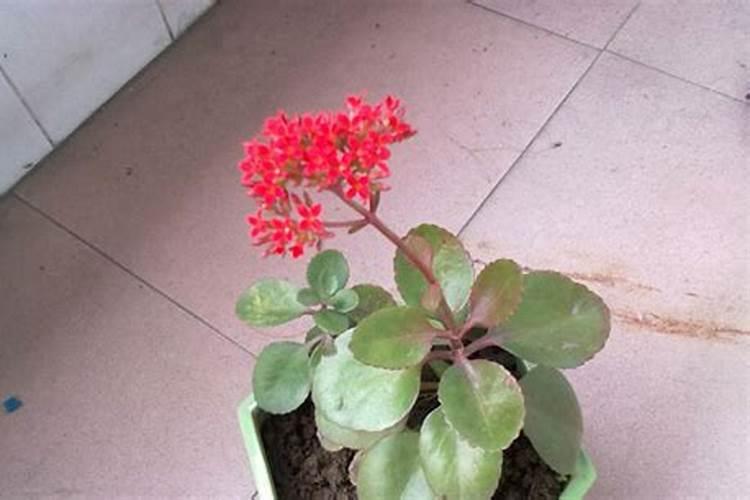 最方便的磷钾肥