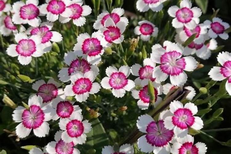 花果控释肥的使用方法