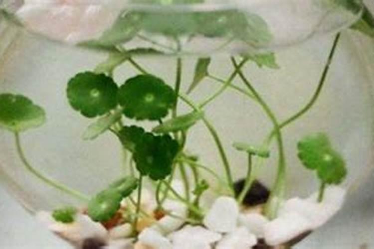 生根壮根的肥料有哪些