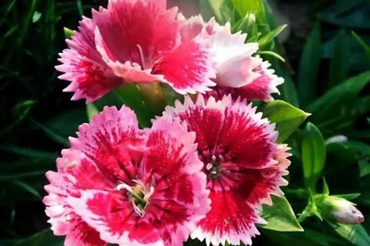 石竹花什么季节施肥最好