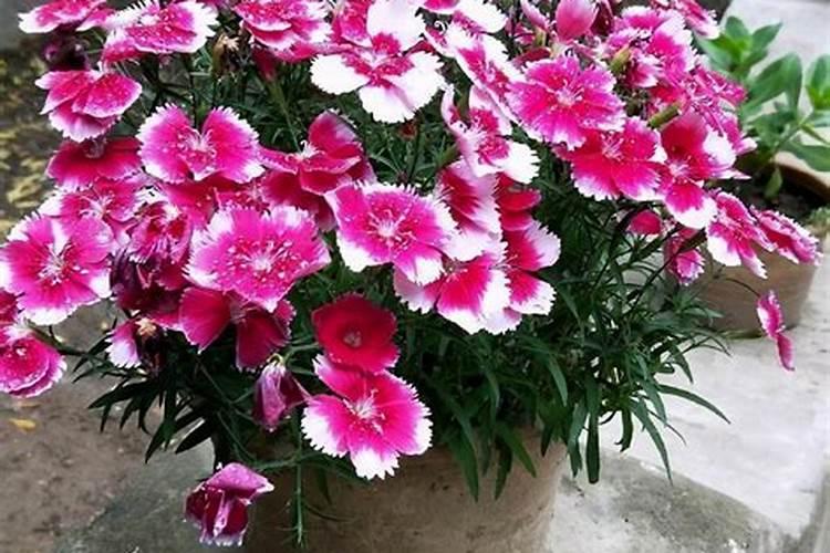 石竹花怎么养家庭养法