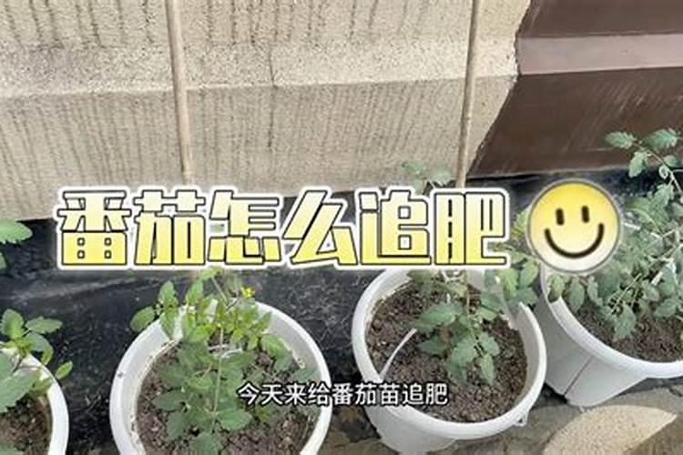 番茄什么时候追肥最合适