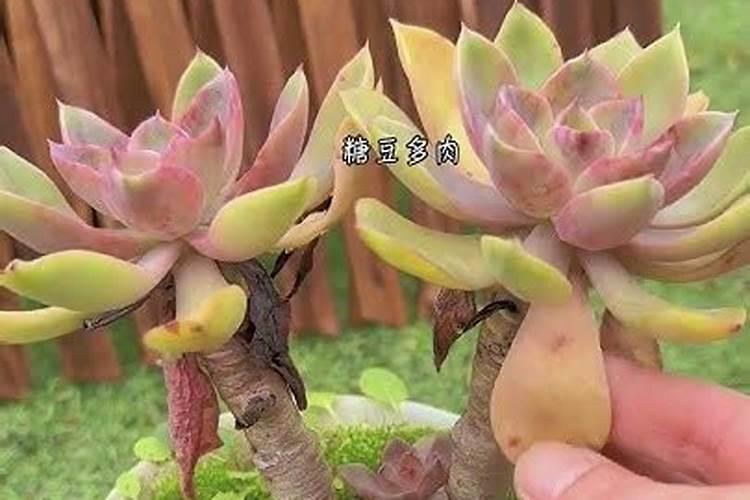 磷酸二铵100斤零售价多少钱一袋