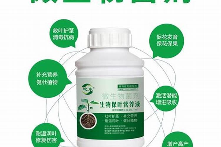 冬季温室大棚草莓浇什么肥生根？