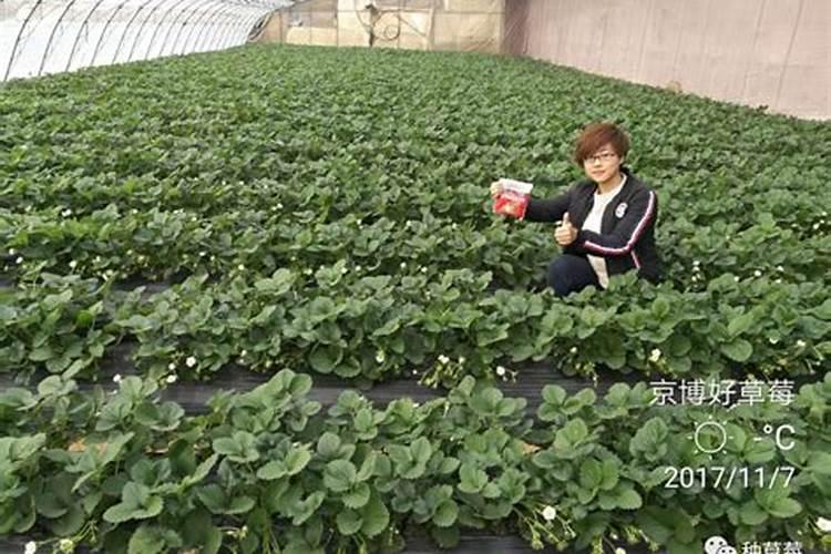 大棚草莓膨果期口感差,不甜怎么办？