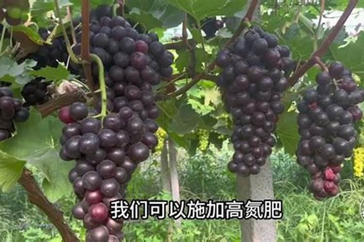 阳光玫瑰葡萄坐果期施高钾肥也就是硫酸钾哪个阶段最好也就是给葡萄增...