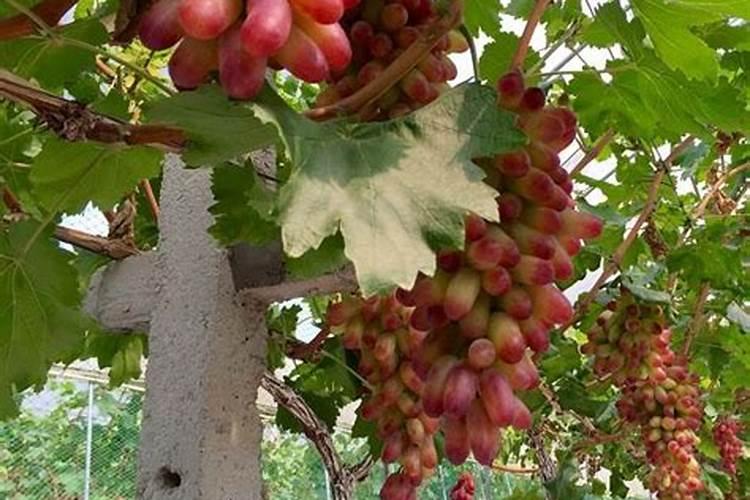 花生施肥用什么肥料