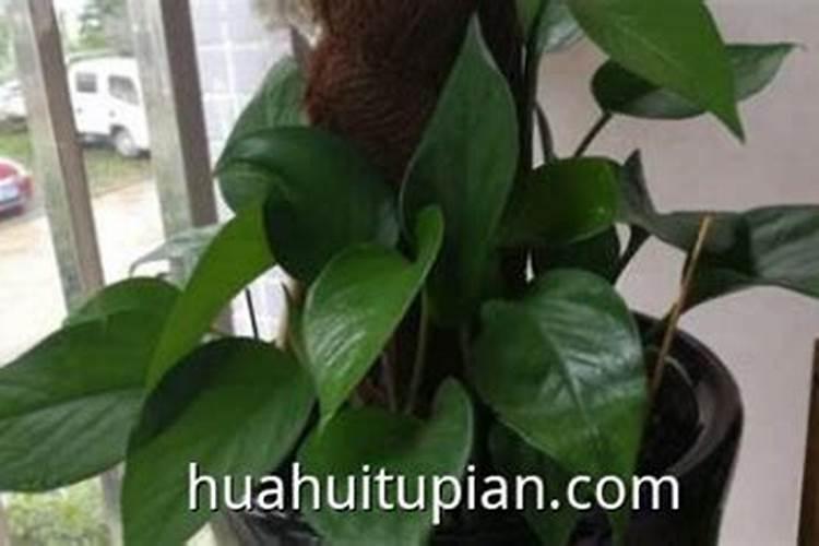 兰花什么时候换盆好和换土