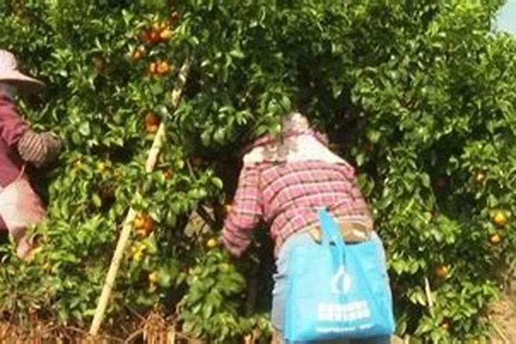 挂果沙糖桔用什么肥料绿叶