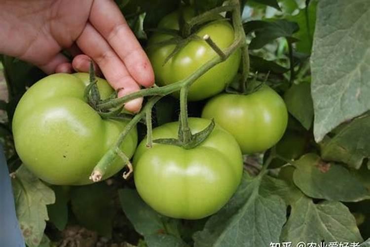 多肉花盆里埋了十来粒复合肥会烧根吗？